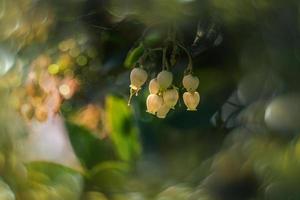 l vit små höst blommor på en träd närbild i en naturlig miljö foto