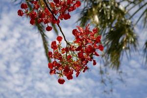 exotisk röd blomma på de träd med blå himmel bakgrund foto