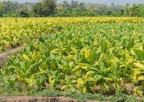 tobbaco plantage i thailand foto