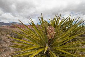 mojave yucca växt på röd sten kanjon i las vegas, nevada foto