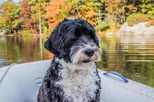 portugisiska vatten hund i höst foto