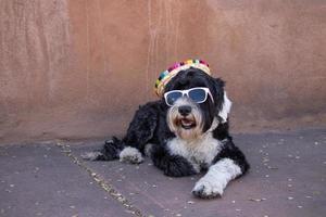 portugisiska vatten hund bär en sombrero och solglasögon foto