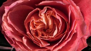 en skön reste sig blommor utomhus ro i de trädgård natur bakgrund foto