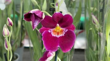 skön phalaenopsis orkidéer i de växthus foto