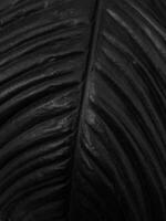 strelitzia mörk svart blad textur natur bakgrund foto