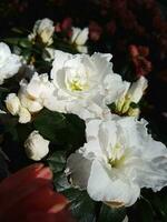 skön rhododendron blomma i de växthus närbild foto