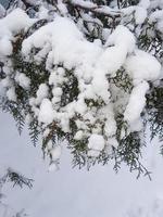 vinter- i de parkera landskap bakgrund foto