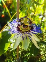 skön passionen frukt i de växthus passiflora edulis växt bakgrund foto