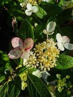 skön blomning hortensia blomma i de växthus närbild foto