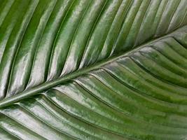 strelitzia grön blad textur bakgrund foto