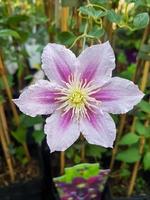 skön clematis blomma i de växthus närbild foto