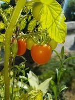små hemlagad växande tomater natur bakgrund foto