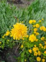 vackra blommor i trädgården foto