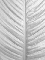 strelitzia vit blad textur bakgrund foto