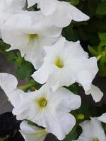 skön petunia blomma i de växthus närbild foto