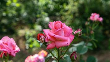 en skön reste sig blommor utomhus foto