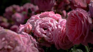 en skön reste sig blommor utomhus foto