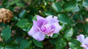 en skön reste sig blommor utomhus foto