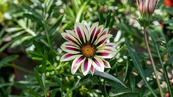 en skön Daysies blommor utomhus foto