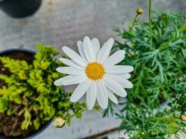 en skön Daysies blommor utomhus foto