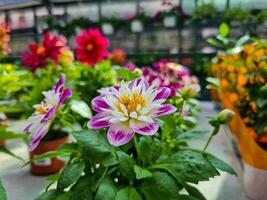 en skön georginer blommor utomhus foto