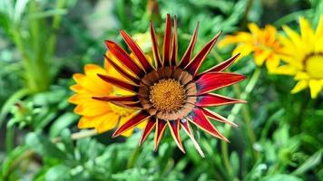 en skön Daysies blommor utomhus foto