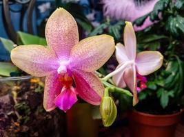 skön phalaenopsis orkidéer foto