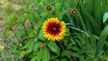 en skön Daysies blommor utomhus foto