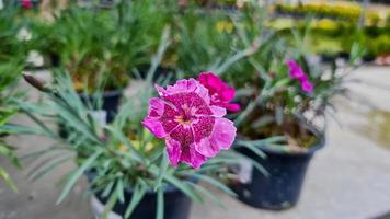 en skön nejlikor blommor utomhus foto