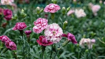 en skön nejlikor blommor utomhus foto