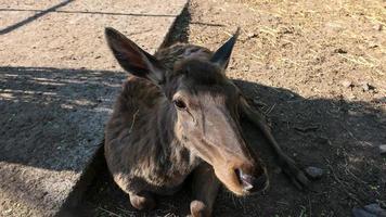 kulan i de öken- porträtt i de Zoo foto