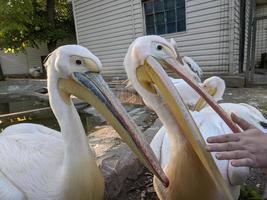 pelikan på de Zoo förbi de vatten foto