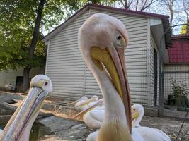 pelikan på de Zoo förbi de vatten foto