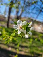 skön sakura blommor foto