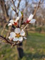 skön sakura blommor foto