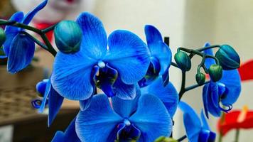 skön phalaenopsis orkidéer foto