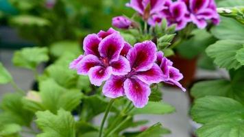 en skön pelargoner blommor utomhus foto