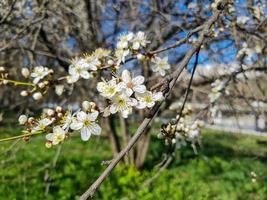 skön sakura blommor foto