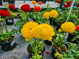 skön ranunkel blommor foto