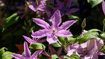 en skön clematis blommor utomhus foto