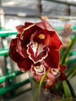 skön phalaenopsis orkidéer foto