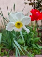 en skön narciss blommor utomhus foto