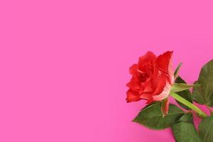 röd ett reste sig blomma med grön löv i botten rätt hörn isolerat på rosa bakgrund. hälsning kort med kopia Plats för valentines dag, kvinnor dag, mödrar dag, Lycklig födelsedag eller påsk. foto