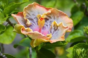 orange hibiskus blommor blomma i de bangkok trädgård foto