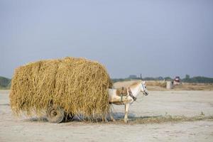 en frakt häst bil ladda upp en arbetskraft i de by av kartikpur, dohar, bangladesh. foto