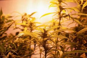 marijuana hemplantage, blommande cannabisplantor under artificiellt ljus inomhus