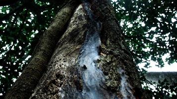 träd trunk täckt med päls foto