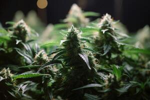 odling medicinsk knoppar marijuana växt i växa rum. generativ ai foto
