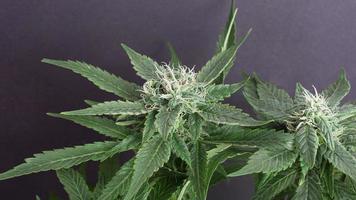blommande grön cannabisknopp på grå bakgrund