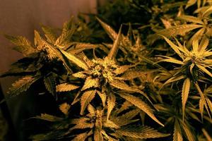 växande medicinska cannabisknoppar